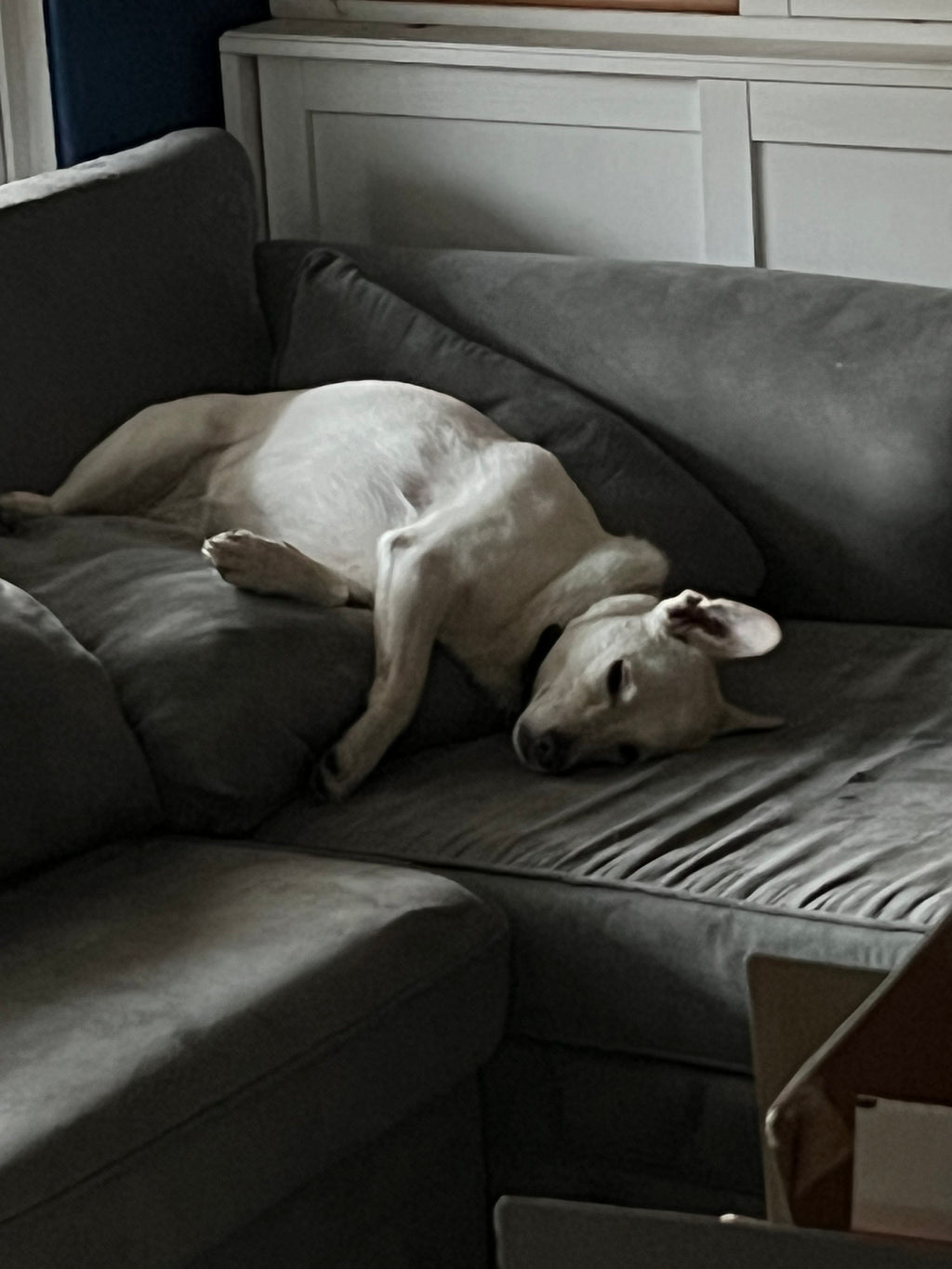 Ethically Sourced White Dog Hair for Spells: Loyalty, Guidance