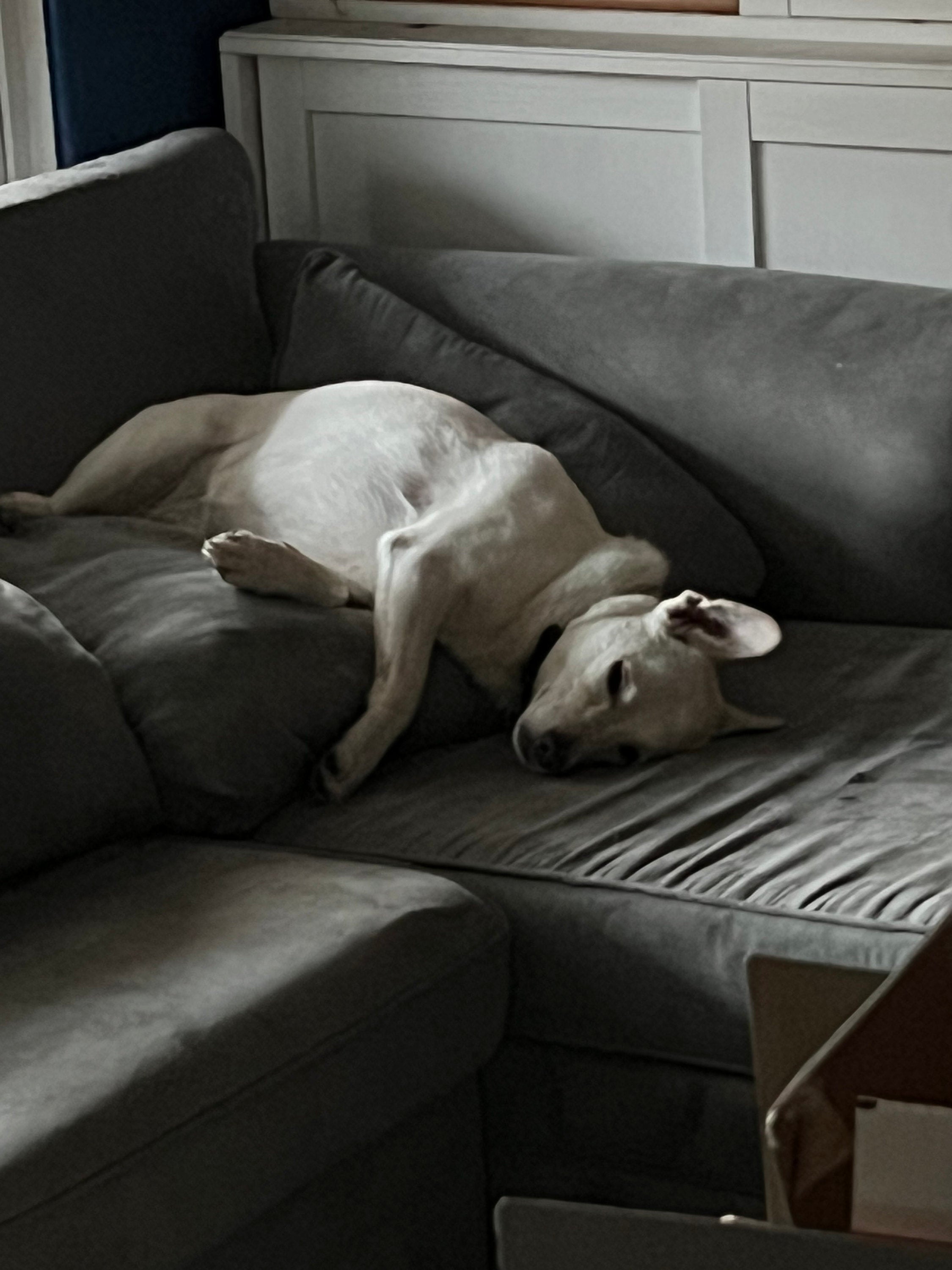 Ethically Sourced White Dog Hair for Spells: Loyalty, Guidance
