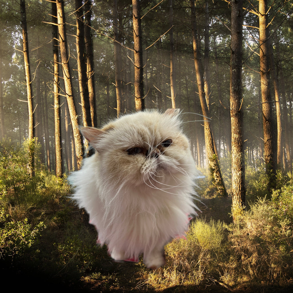 Ethically Sourced White Cat Hair: Spell Ingredient for Health & Fertility
