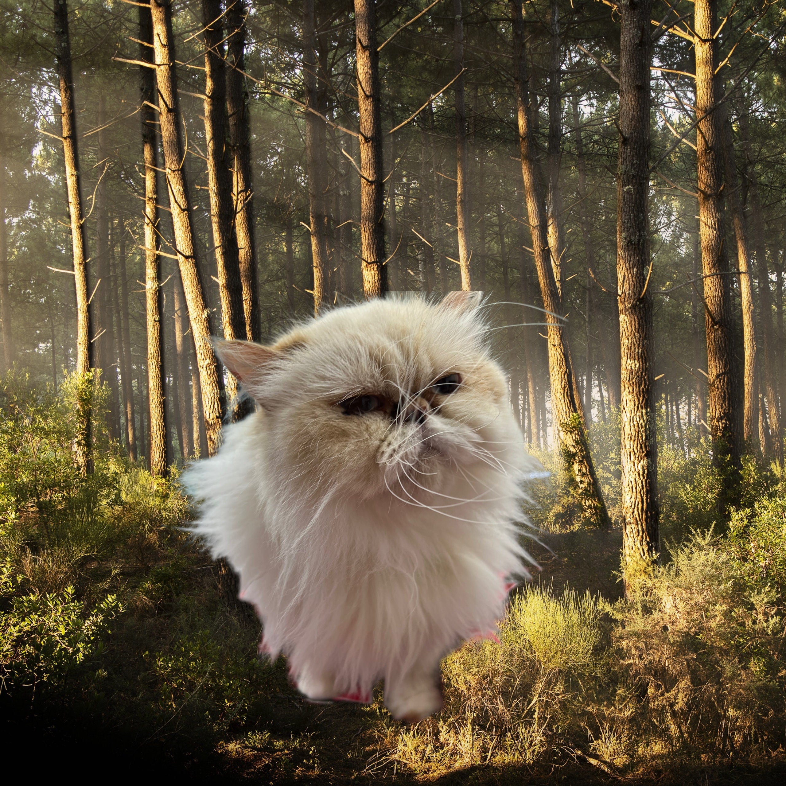 Ethically Sourced White Cat Hair: Spell Ingredient for Health & Fertility